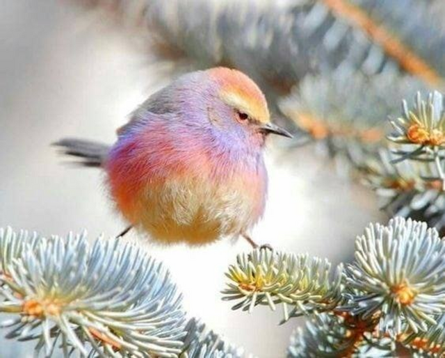 Mini oiseau