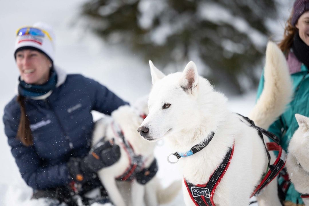 Wohnzimmer Champéry ALPES'HUSKIES