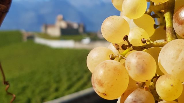 Cave alain emery aigle raisin blanc chasselas
