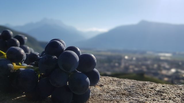 Cave alain emery aigle raisin rouge