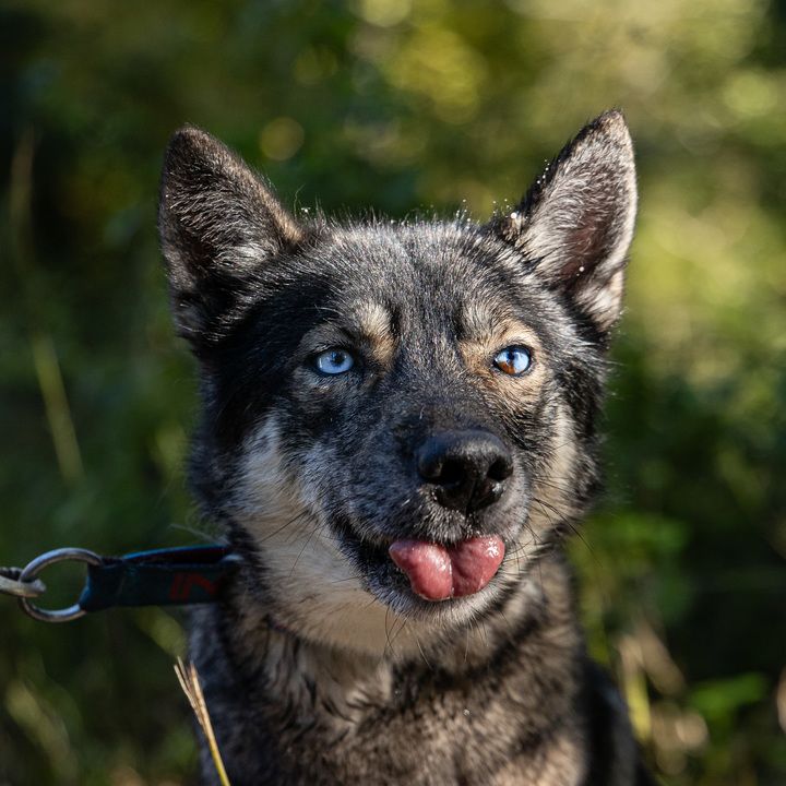 Wohnzimmer Champéry ALPES'HUSKIES