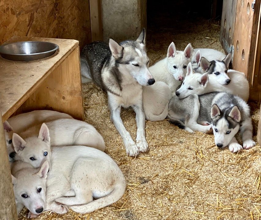 agenda.ch Champéry ALPES'HUSKIES