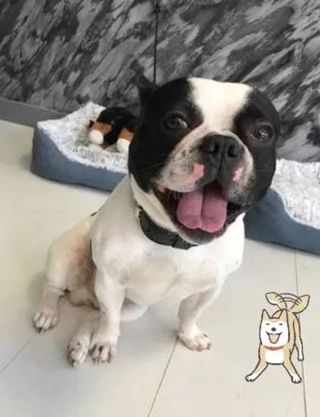 Chic et Chien Schönheitsinstitut Genève Wohnzimmer Genève Chic et Chien