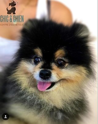 Chic et Chien Schönheitsinstitut Genève Wohnzimmer Genève Chic et Chien