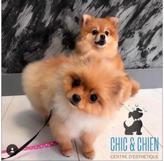 Chic et Chien Schönheitsinstitut Genève Wohnzimmer Genève Chic et Chien