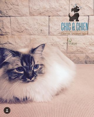 Chic et Chien Schönheitsinstitut Genève Wohnzimmer Genève Chic et Chien